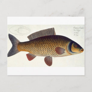 Cartão Postal Placa de carpa (Cyprinus Carpio) XVI de Ichthyolog