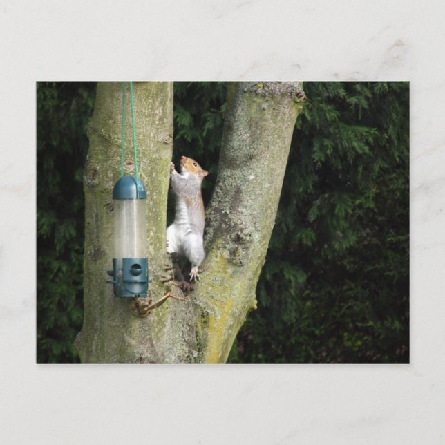 Cartão Postal Placa de Esquilo de cinza (Frente)