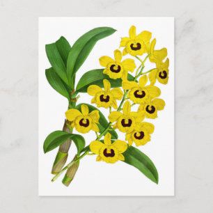 Cartão Postal Placa de Flor Orquídea Amarela Vintage