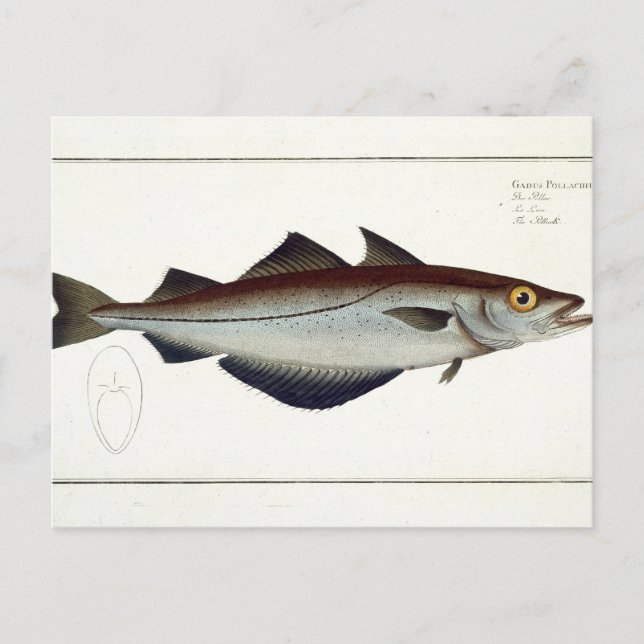 Cartão Postal Placa de Pollack (Pollachius pollachius) LXVIII, d (Frente)