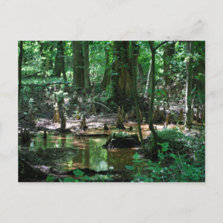 Cartão Postal Placa de posto Bald Cypress