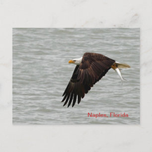 Cartão Postal Placa de Posto Bald Eagle