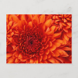 Cartão Postal Placa de Posto Chrysanthemum