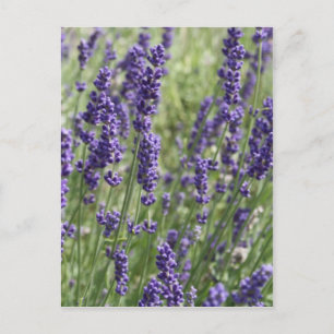 Cartão Postal Placa de Posto das flores da lavanda