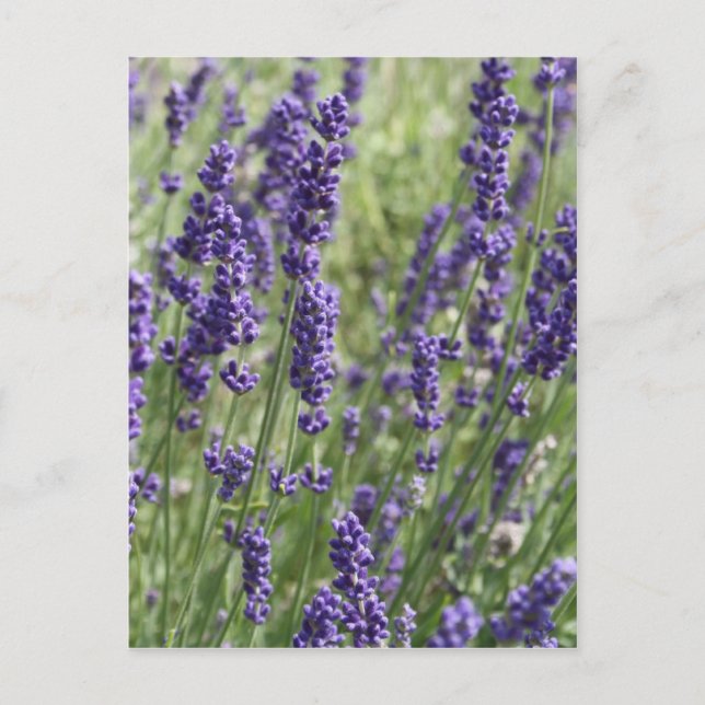 Cartão Postal Placa de Posto das flores da lavanda (Frente)