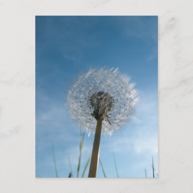 Cartão Postal Placa de Posto de Cabeça de Semente Dandelion (Frente)