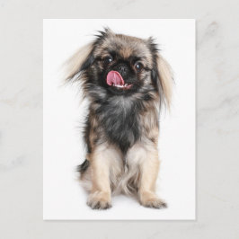 Cartão Postal Placa de Posto de Cão-Vazio Puppy Pekingese