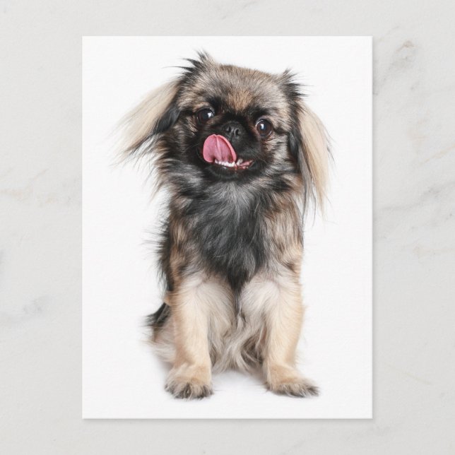 Cartão Postal Placa de Posto de Cão-Vazio Puppy Pekingese (Frente)