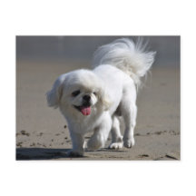 Placa de Posto de Cão-Vazio Puppy Pekingese