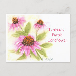 Cartão Postal Placa de Posto de Coneflower Roxo Echinacea