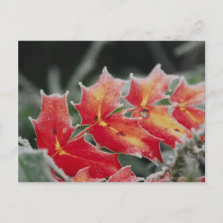 Cartão Postal Placa de posto de Folhas de fosco