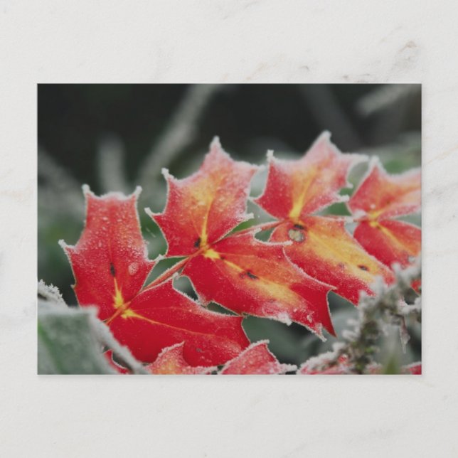 Cartão Postal Placa de posto de Folhas de fosco (Frente)