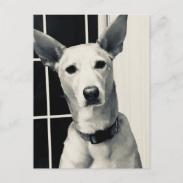 Cartão Postal Placa de Posto de Fotografia Mix Dog Shepherd