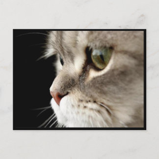 Cartão Postal Placa de Posto de Gatinho para Cima-Fecho