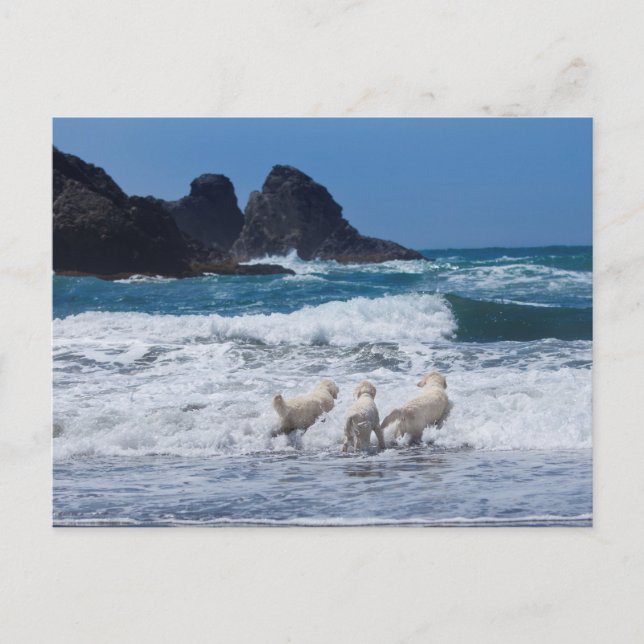 Cartão Postal Placa de Posto de ouros Retrievers (Frente)