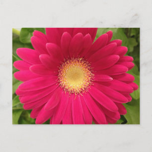 Cartão Postal Placa de Posto de quadro da Flor Vermelha 7x5
