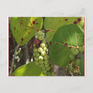Cartão Postal Placa de Posto de Uvas Selvagens do Mar da Flórid