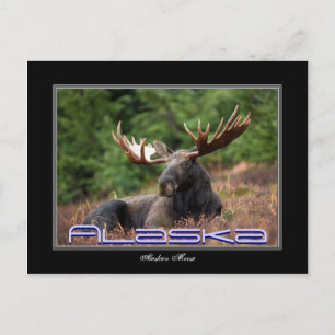 Cartão Postal Placa de Posto do Alaska Moose
