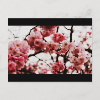 Cartão Postal Placa de Posto do Flor