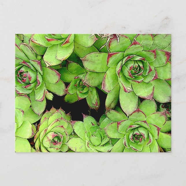 Cartão Postal Placa de Posto Galinhas e Galinhas (Frente)