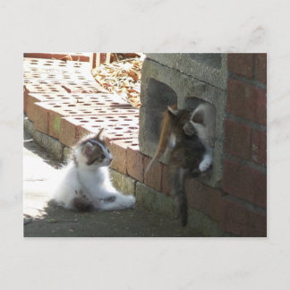 Cartão Postal Placa de Posto Kittens 050