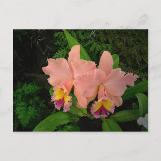 Cartão Postal Placa de posto: Orquídeas Rosa