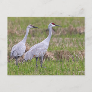 Cartão Postal Placa de Posto Sand Hill Crane