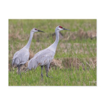 Placa de Posto Sand Hill Crane