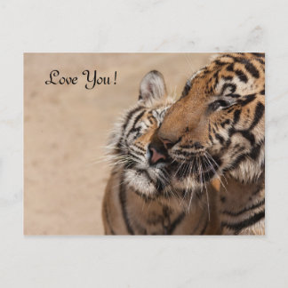 Cartão Postal Placa de posto - Tigres - Tiger Temple Thailand