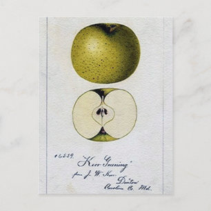 Cartão Postal Placa de Receita da Apple Vintage