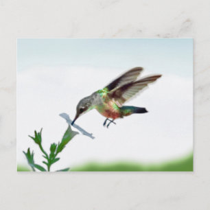 Cartão Postal Placa Hummingbird
