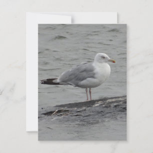 Cartão Postal Placa plana seagul