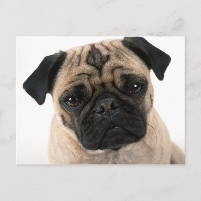Cartão Postal placa posta pug (Frente)