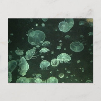 Cartão Postal Placa Postada de água-viva