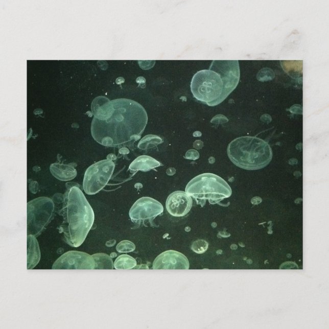 Cartão Postal Placa Postada de água-viva (Frente)