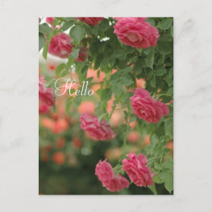 Cartão Postal Placa Postada de Paixão Rosa