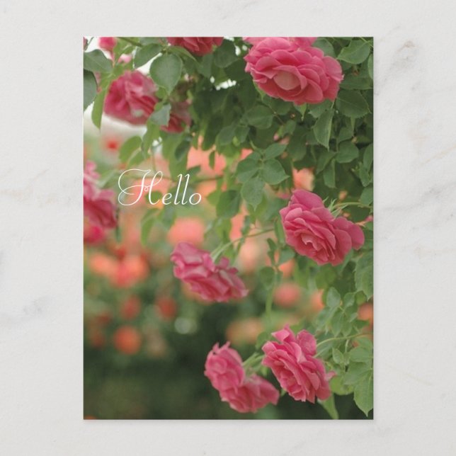 Cartão Postal Placa Postada de Paixão Rosa (Frente)