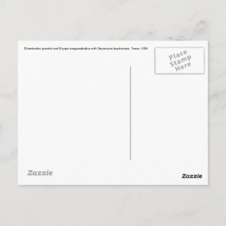 Cartão Postal Placa Postada Dimetrodon