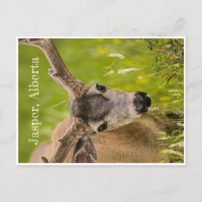 Cartão Postal Placa Postada Jasper (Frente)