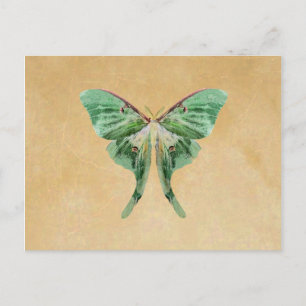 Cartão Postal Placa Postada Luna Moth