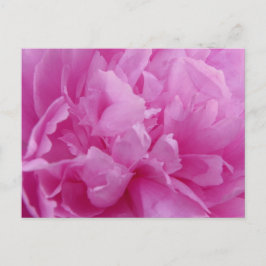 Cartão Postal Placa postada Pink Peony Petals