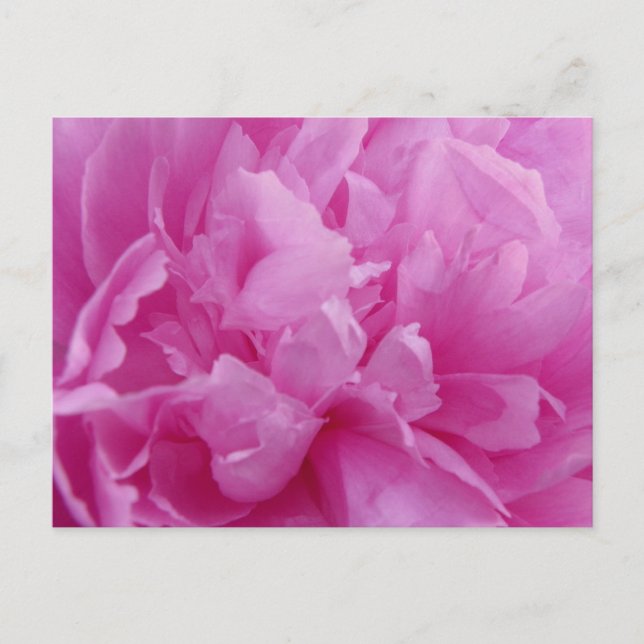 Cartão Postal Placa postada Pink Peony Petals (Frente)