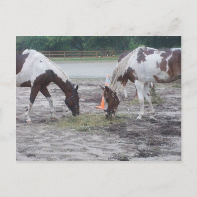 Cartão Postal Placa postada Pinta/Pinto (Frente)