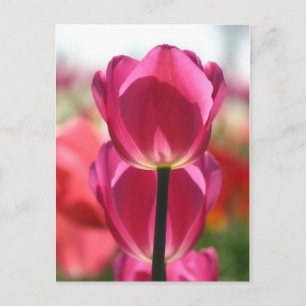 Cartão Postal Placa Postada Tulip Rosa