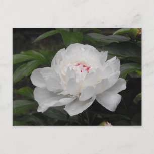 Cartão Postal Placa Postada White Lilly