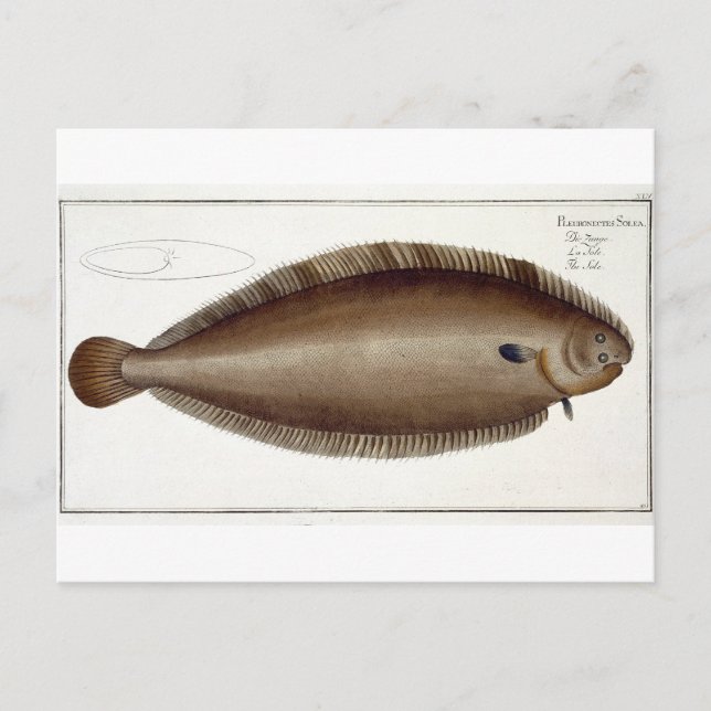 Cartão Postal Placa XLV de Dover Sole (Solea Solaea) de Ichtiol (Frente)