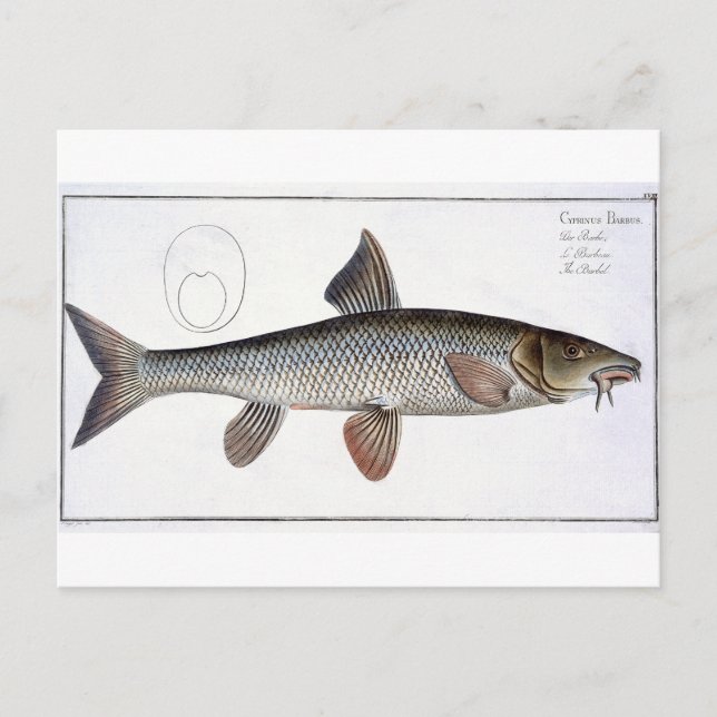 Cartão Postal Placa XVIII de Barbel (Cyprinus Barbus) de Ichthyo (Frente)