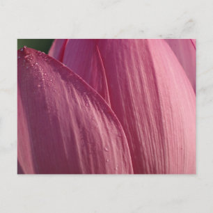 Cartão Postal Placas De Flor De Lotus, Florais Rosa