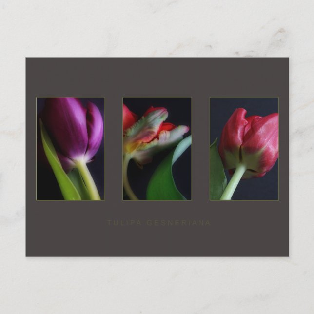 Cartão Postal Placas postadas (Frente)