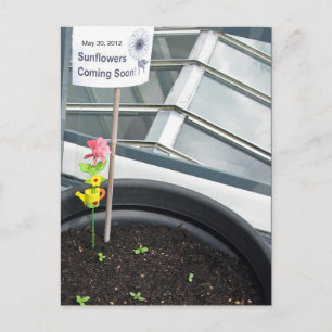 Cartão Postal Placas postais do Sunflower em 30 de maio de 2012